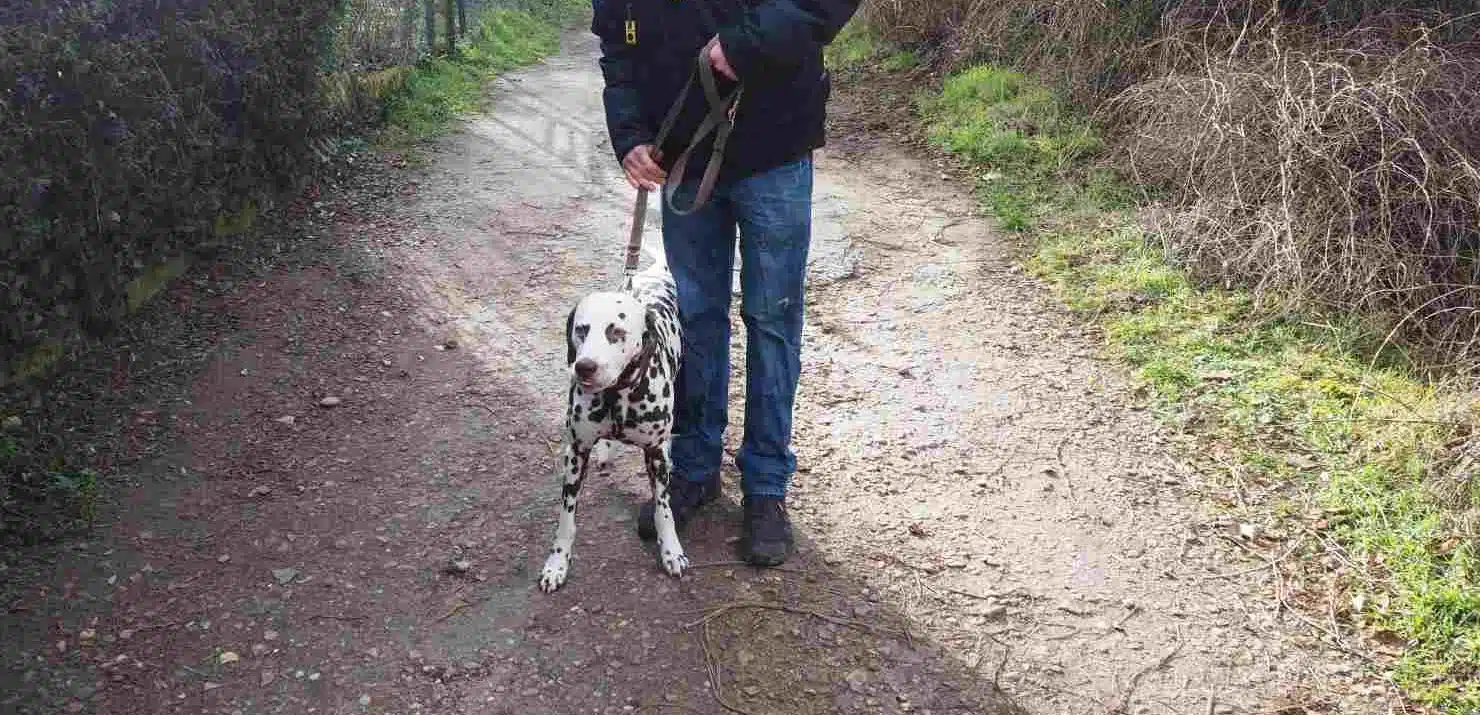 Dalmatinerhund beim Spaziergang auf Feldweg