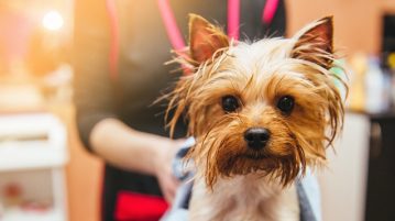 Yorkshore Terrier wird im Hundesalon abgetrocknet