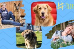 Kryptorchismus Hund Verhaltensauffällig