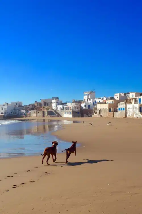 Zwei Ridgebacks laufen an einem Strand auf eine Siedlung mit Häusern zu