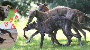 Galgos