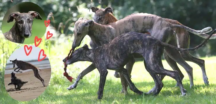 Galgos