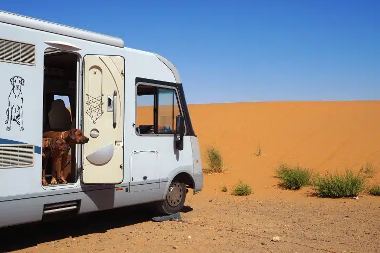 Zwei Ridgbacks schauen aus der offenen Tür eines Wohnmobils, das in einer Wüste steht