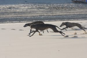 Galgos rennen am Strand