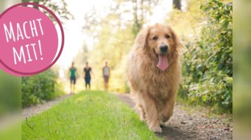 Golden Retriever läuft frei, im Hintergrund sind drei Menschen zu sehen.