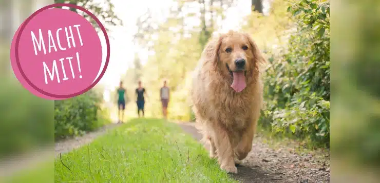 Golden Retriever läuft frei, im Hintergrund sind drei Menschen zu sehen.