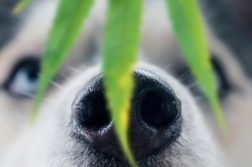Nase eines Husky mit einem Hanfblatt