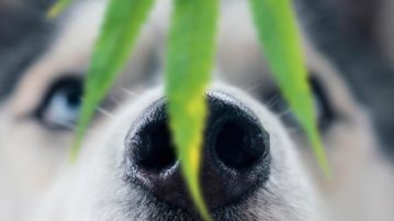 Nase eines Husky mit einem Hanfblatt