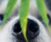Nase eines Husky mit einem Hanfblatt