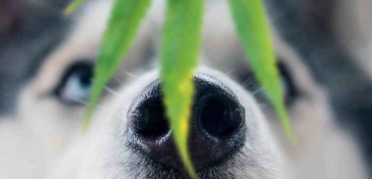 Nase eines Husky mit einem Hanfblatt