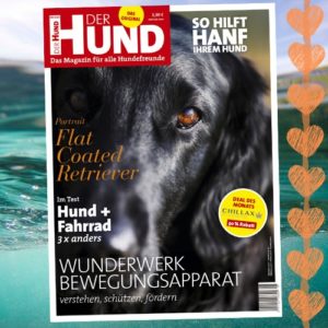 Das Cover zeigt den Kopf eines schwarzen Flat Coated Retrievers, der nach oben in die Kamera schaut