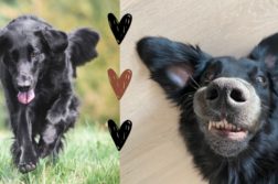 Ein rennender Flat Coated Retriever neben einem liegenden