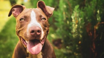 Junger Pit Bull im Garten