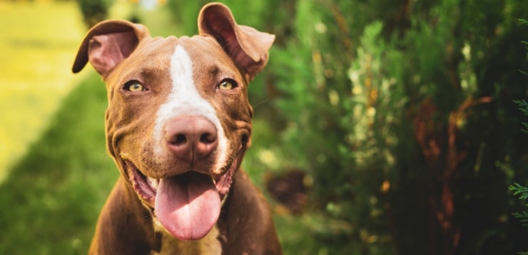 Junger Pit Bull im Garten