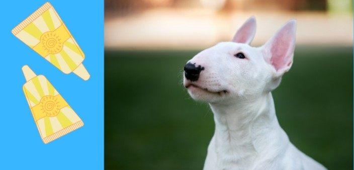 Sonnencreme für Hunde darum ist sie nötig! » DER HUND