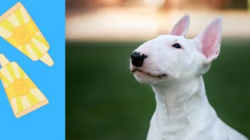 Bullterrier Welpe mit weißem Fell