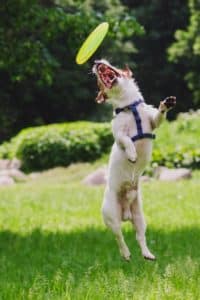 Terrier fängt ein Frisbee und steht senkrecht in der Luft