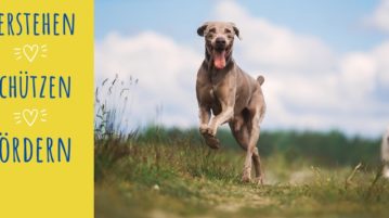 Weimaraner rennt auf Feldweg