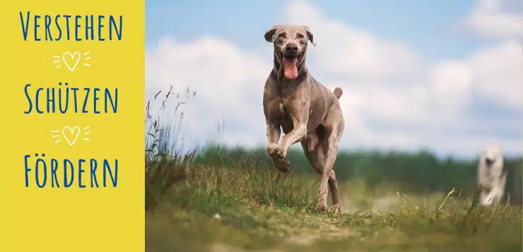 Weimaraner rennt auf Feldweg