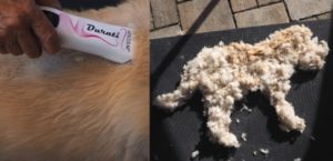Vorher- Nachher -Bild mit Hundeschermaschine und Fellmodell