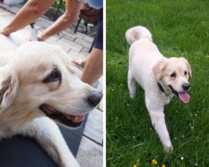 Retriever-Mix mit und mit weniger Fell