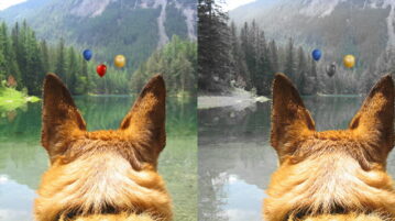 Ein Schäferhundkopf von hinten. Der Hund schaut auf einen Bergsee. Links das Bild in Farbe, wie es Menschen sehen, rechts so, wie der Hund es sieht.