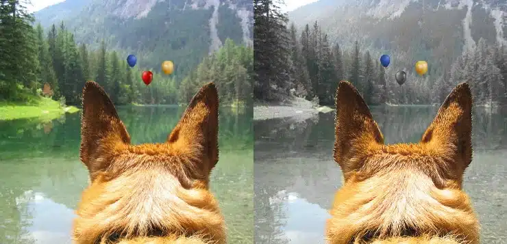 Ein Schäferhundkopf von hinten. Der Hund schaut auf einen Bergsee. Links das Bild in Farbe, wie es Menschen sehen, rechts so, wie der Hund es sieht.