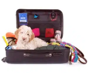 Hund liegt in offenem Koffer, Hundebedarf um ihn herum