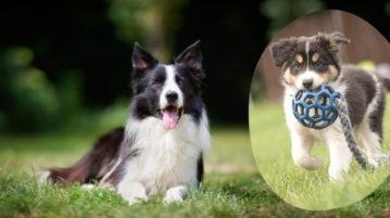 ein erwachsener, liegender Border Collie und ein Welpe mit Spielzeug
