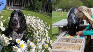 Cocker Spaniel im Naturhundegarten