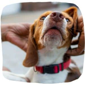 Beagle wird gestreichelt