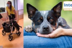 Therapiehündin mit Seniorin und Rollator im Krankenhaus