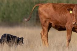 Border Collie am Rind