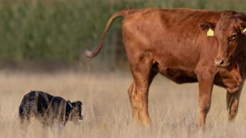 Border Collie am Rind