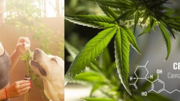 CBD Öl für Hunde – was du darüber wissen solltest CBD-Produkte für Hunde