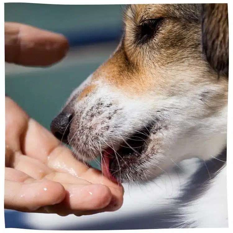 Hund leckt Hand