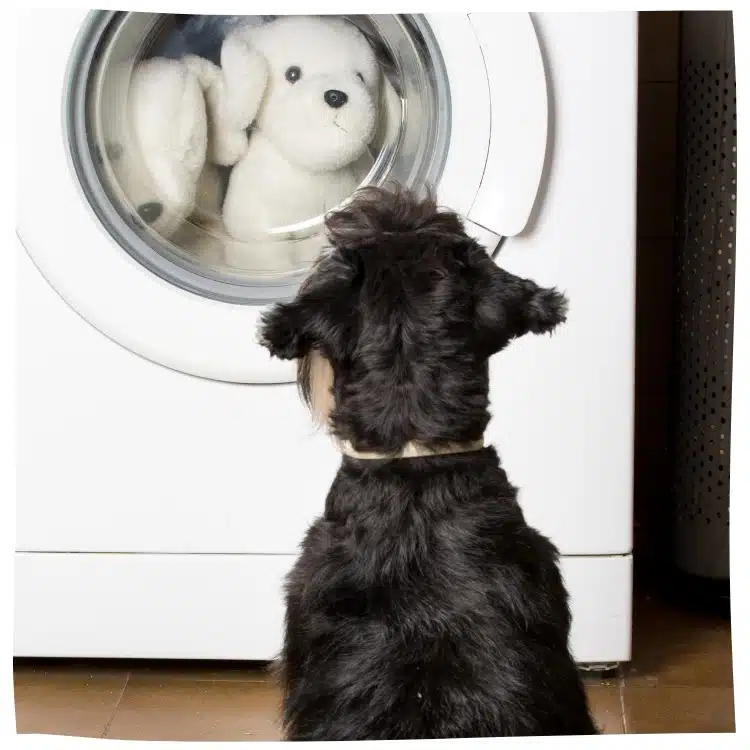 Hund sitzt vor Waschmaschine, Rücken zur Kamera
