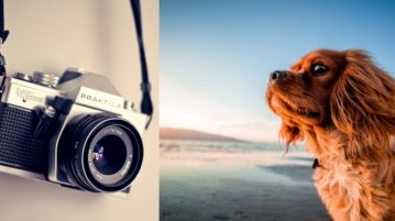 Tipps für bessere Hundefotos Fotokamera und Hund am Wasser