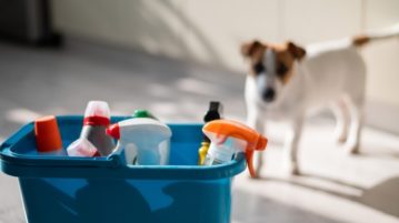 Putzeimer im Vordergrund, Terrier im Hintergrund