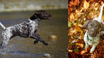 eine rennende Deutsch Kurzhaar Hündin im flachen Wasser, rechts ein Welpe im Herbstlaub, der nach oben in die Kamera schaut