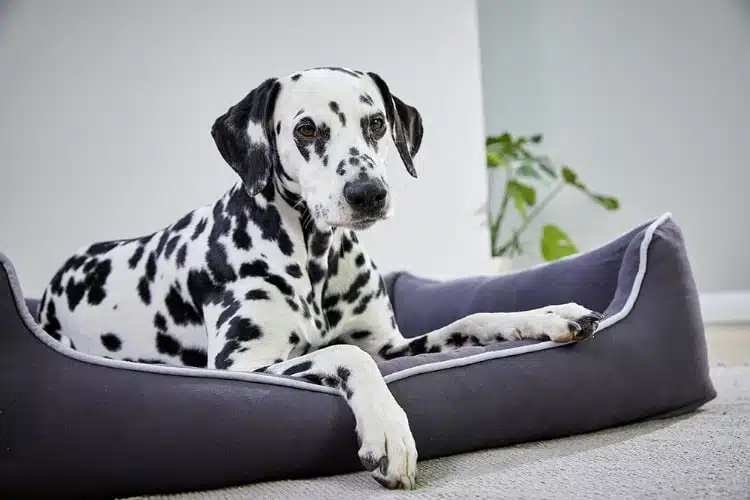 Dalmatiner liegt in Hundebett