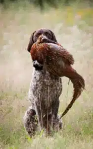 Hund mit Fasan im Maul