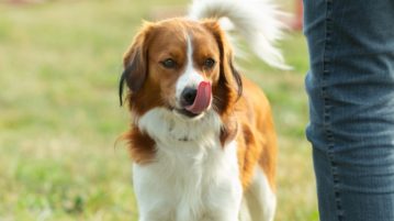 Hunde und Stress – wann reagieren Vierbeiner gestresst? Hund schleckt sich über Nase