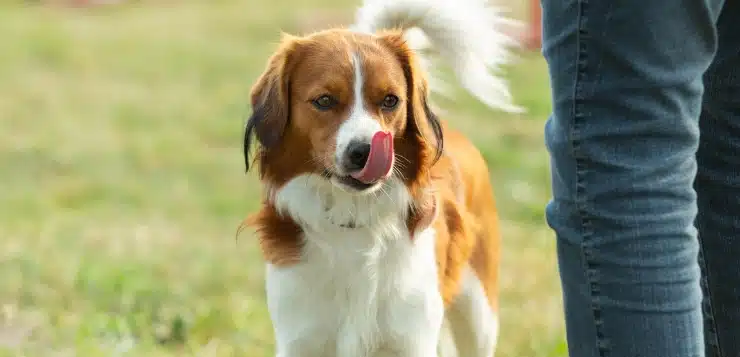 Hund schleckt sich über Nase