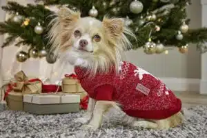 Chihuahua in rotem Strickpullover