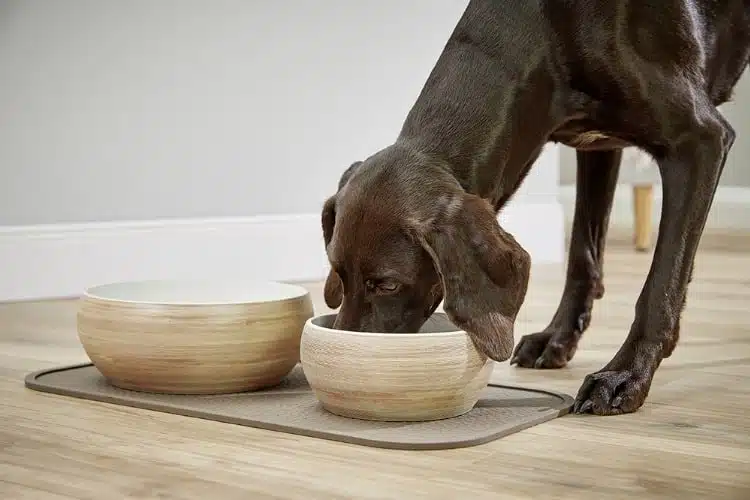 Ein brauner Hund schaut in einen Napf