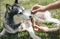 Hund Epileptischer Anfall