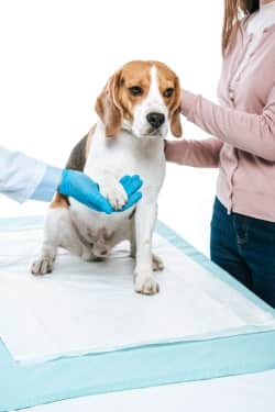 NOTFALL Oder Nicht? ---> Mein Hund Hat Schokolade Gefressen