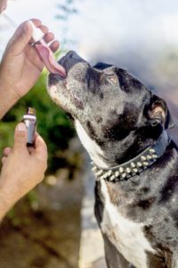 Hund bekommt CBD-Öl