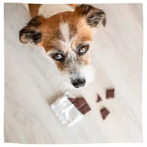 Hund schaut nach oben in die Kamera, am Boden liegt Schokolade